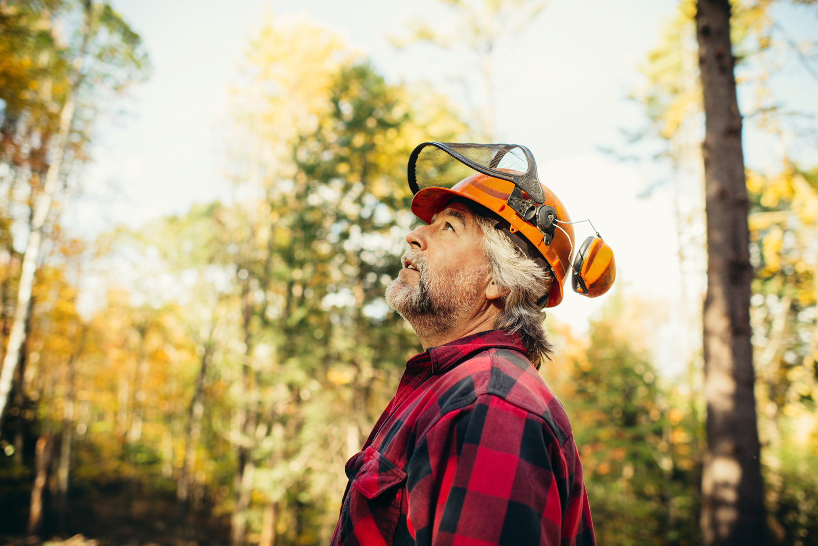 arborist with safety gear looking up