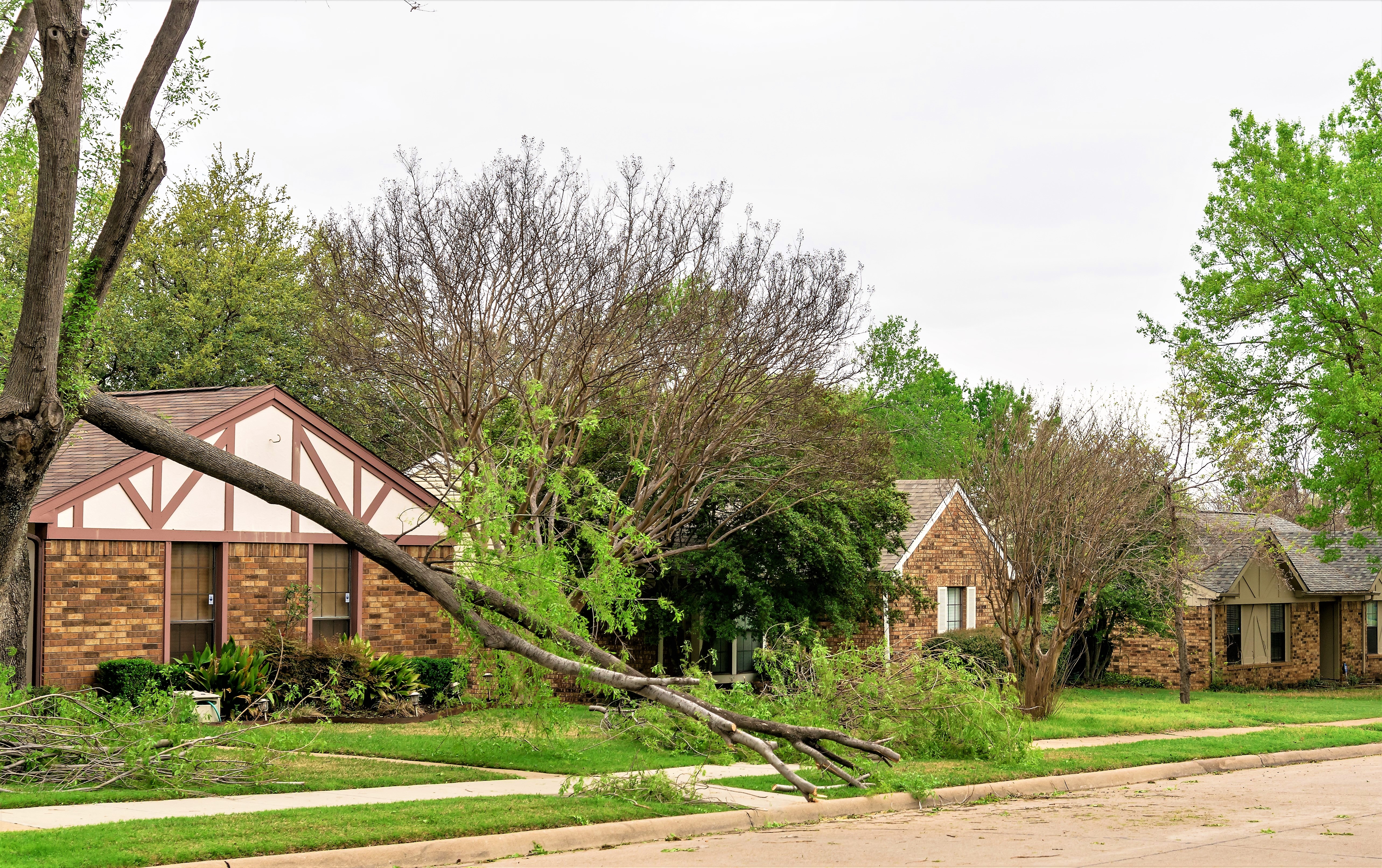 Fallen Tree .2.jpeg