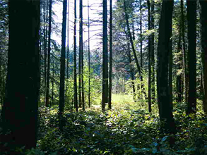 Coulter Creek Heritage Park