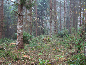 Thinning at Newberry Hill Heritage Park