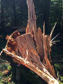 Western hemlock – Root Rotted Stump