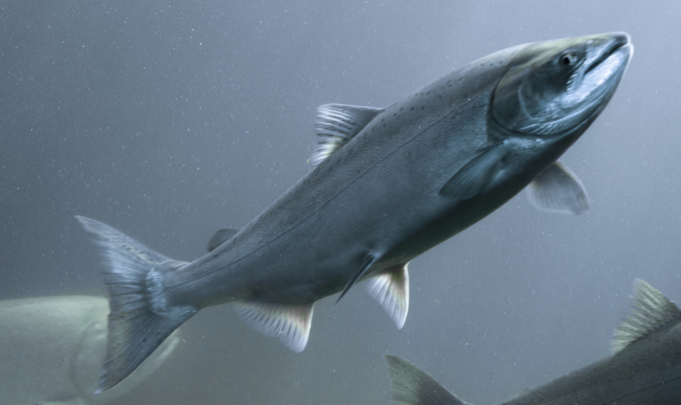 Salmon swimming in the ocean
