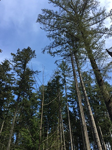 Dead & Dying Douglas Fir from Laminated Root Rot